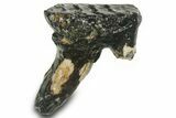 Juvenile Woolly Mammoth Upper P Molar - North Sea Deposits #372342-1